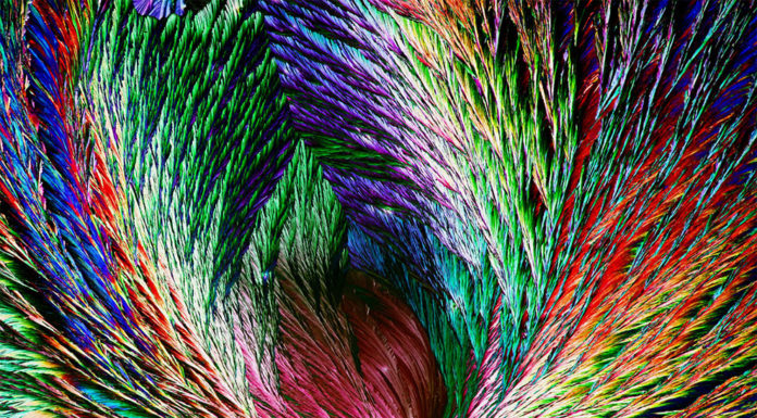 रॉयल सोसायटी ऑफ़ बायोलॉजी ने साल 2018 के ‘फ़ोटोग्राफ़र ऑफ़ द ईयर’ 17 साल के जैक ऑलिव को दिया गया