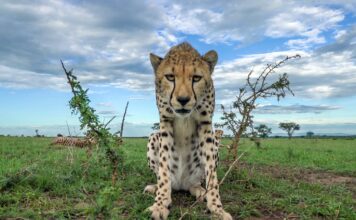 फेस्टिवल ऑफ लाइफ’ के साथ त्योहारी जोश बढ़ाने की तैयारी की