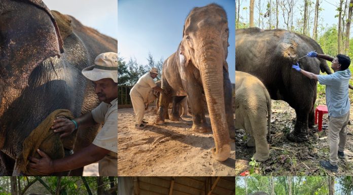 “अनंत भाई अंबानी की वनतारा: वाइल्डलाइफ रेस्क्यू और रिहैबिलिटेशन में होंगे सहायक